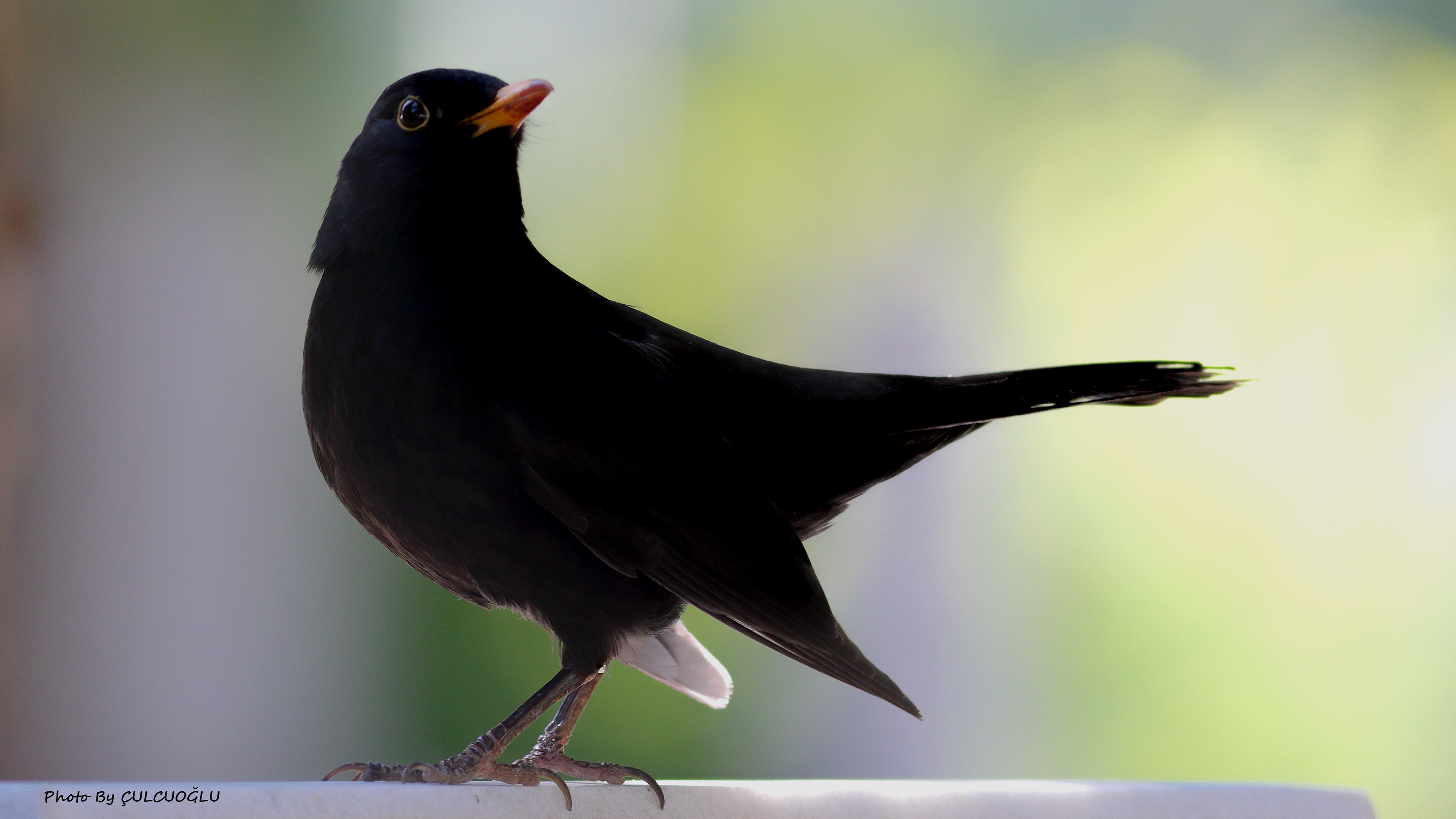 Eurasian Blackbird